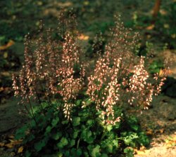 Heuchera pulchella