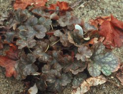 Heuchera pubescens in winter