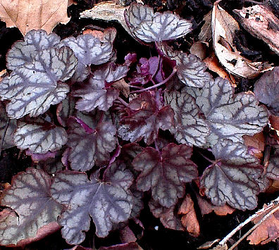 Heuchera 'Jade Gloss' in winter