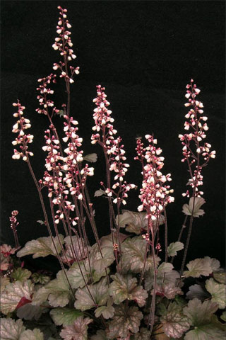 Heuchera 'Caroline'