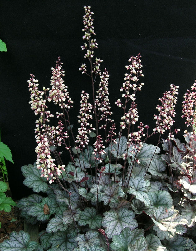 Heuchera 'Crystal Spires'