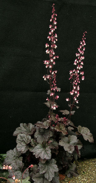 Heuchera 'Dark Chocolate'