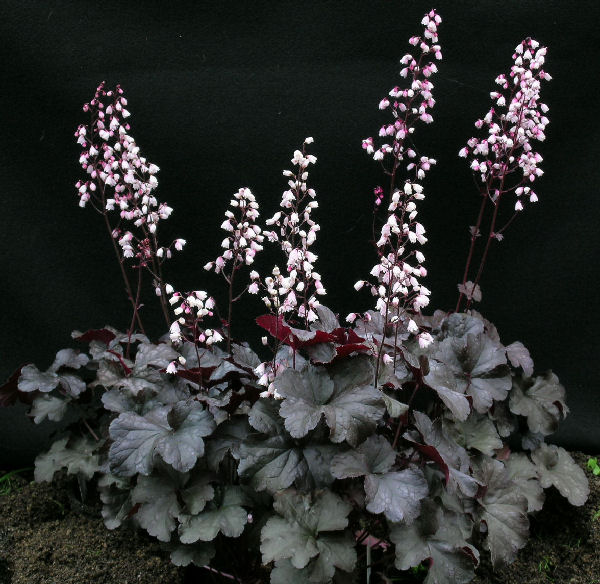 Heuchera 'Dark Chocolate'