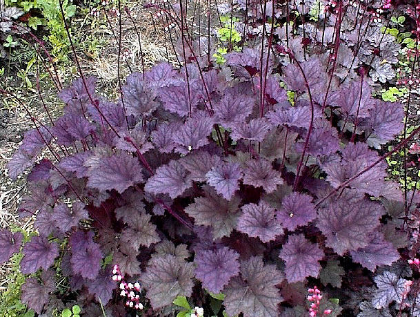 Heuchera 'Frosted Violet'