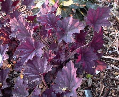 Heuchera 'Frosted Violet' in spring