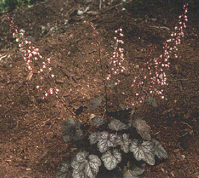 Heuchera 'Harmonic Convergence'