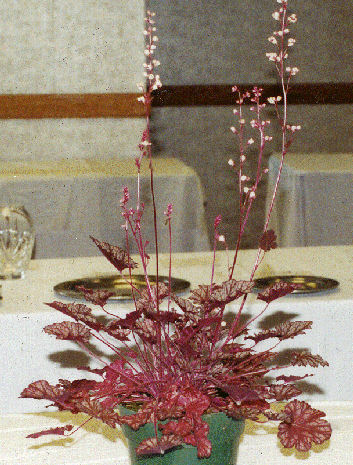 Heuchera 'Hearts on Fire' at the 2001 NARGS show