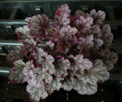 Heuchera 'Hearts on Fire'