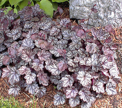 Heuchera 'Jade Gloss'