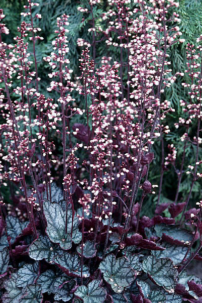 Heuchera 'Jade Gloss'