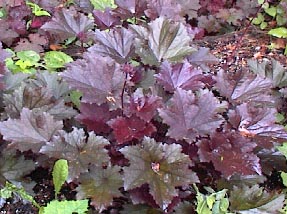 Heuchera villosa f. purpurea