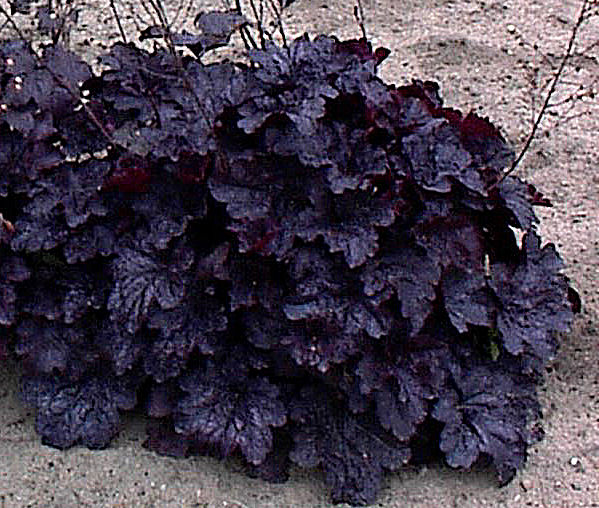 Heuchera 'Midnight Burgundy'