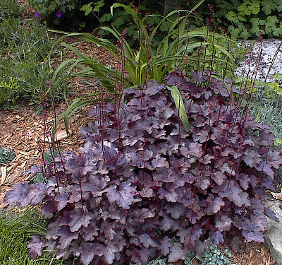 Heuchera 'Midnight Burgundy'