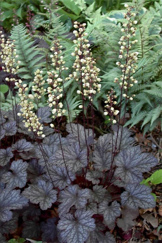 Heuchera 'Moonlight'