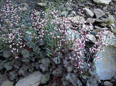 Heuchera 'Petite Marbled Burgundy'