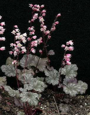 Heuchea 'Petite Marbled Burgundy'