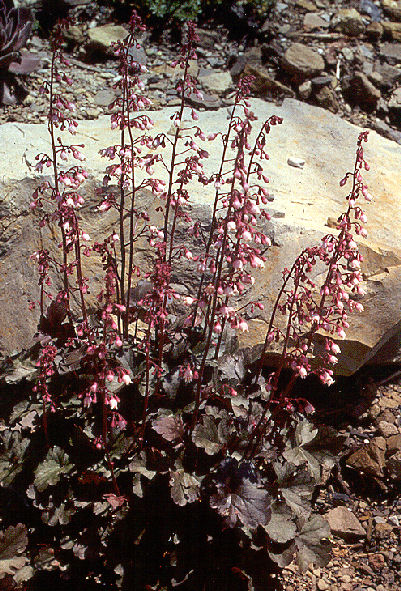 Heuchera 'Petite Pearl Fairy' in scree