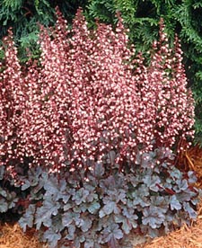 Heuchera 'Petite Pearl Fairy' in rich soil