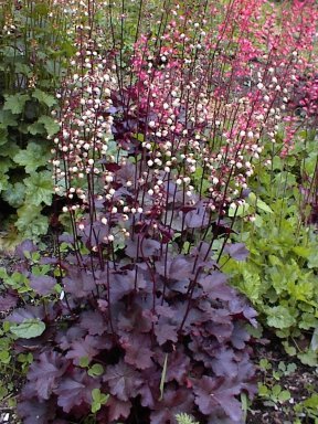 Heuchera 'Purple Mountain Majesty'