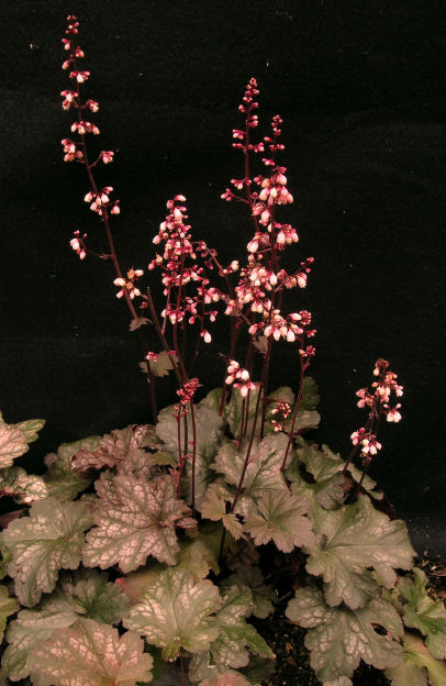 Heuchera 'Raspberry Chiffon'