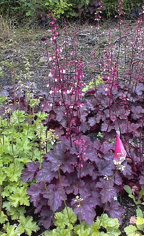 Heuchera 'Raspberry Chiffon' in a trial bed