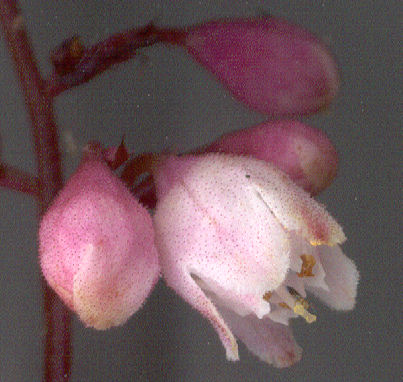 Heuchera 'Raspberry Chiffon' flowers