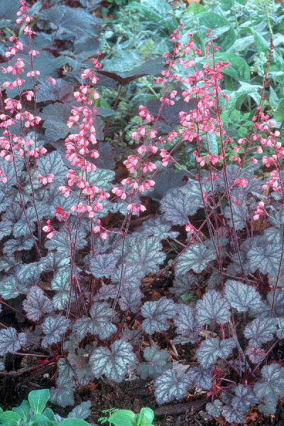 Heuchera 'Raspberry Ice'