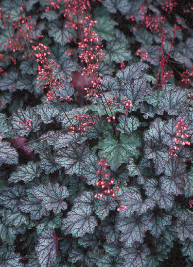 Heuchera 'Raspberry Ice'