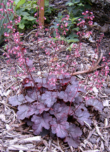 Heuchera 'Rose Mirrors'