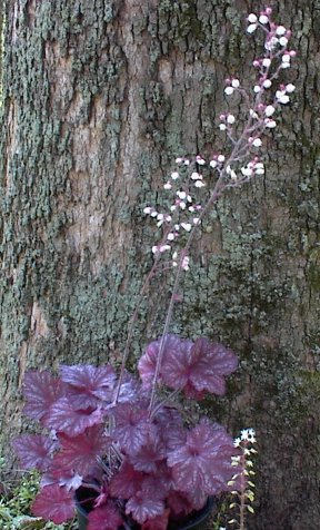 Heuchera 'Royal Velvet'