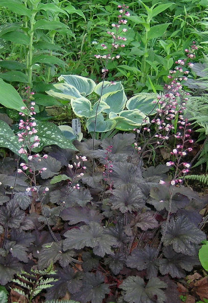 Heuchera 'Royal Velvet' in a garden