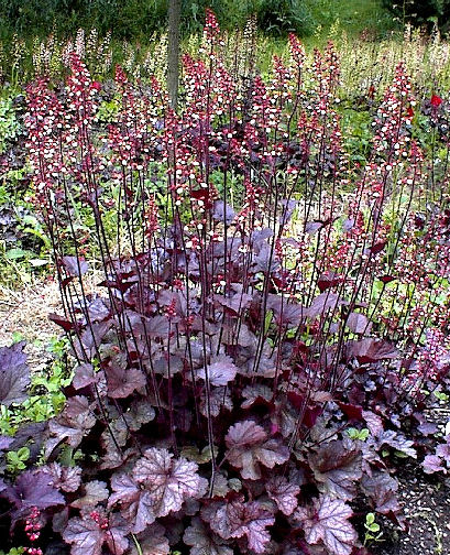 Heuchera 'Shenandoah Mountain'