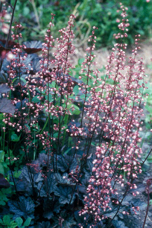 Heuchera 'Silver Light'