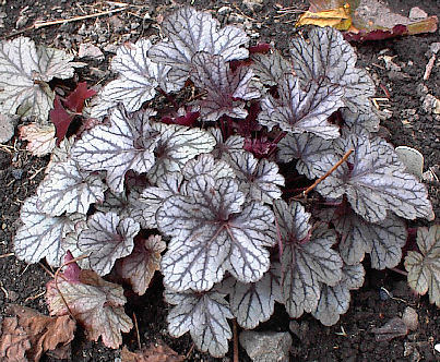 Heuchera 'Silver Light'