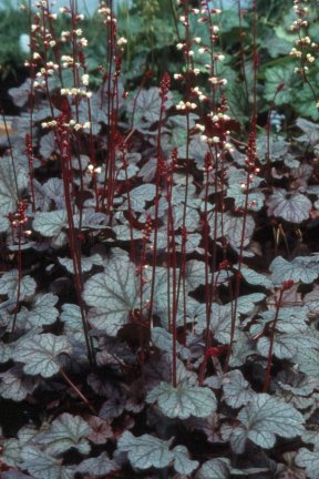 Heuchera 'Silver Lode'