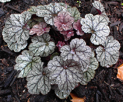 Heuchera 'Silver Scrolls'