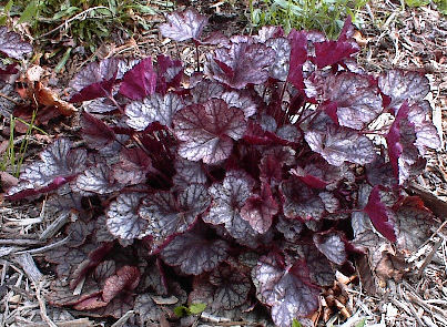 Heuchera 'Silver Scrolls' in April