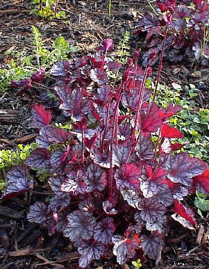 Heuchera 'Silver Scrolls' in May