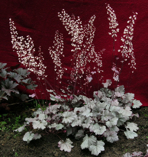 Heuchera 'Stainless Steel'