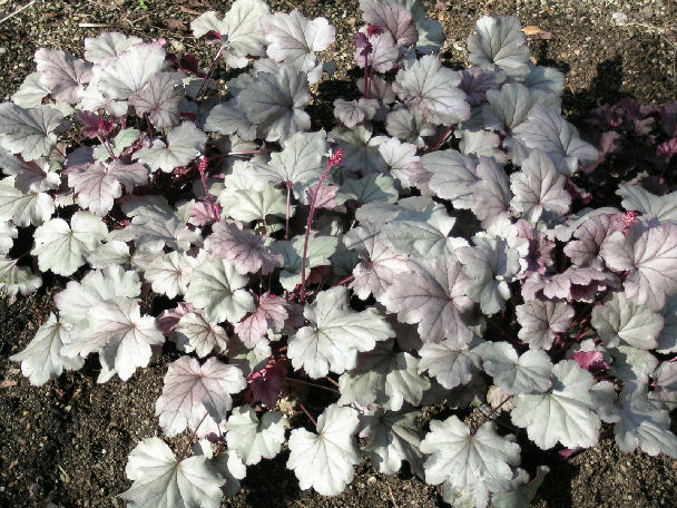 Heuchera 'Stainless Steel'