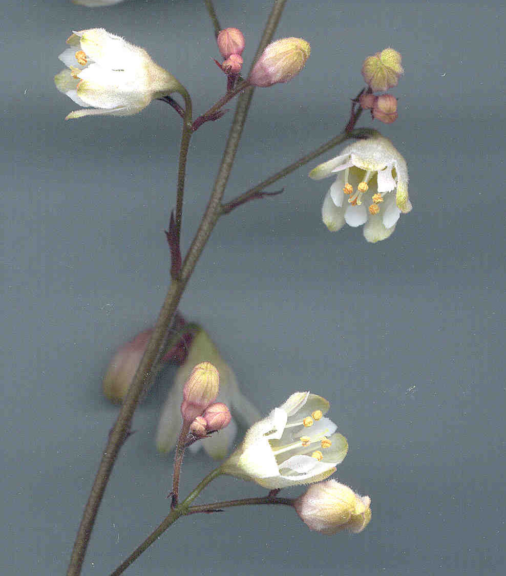 Heuchera 'Stainless Steel' flowers