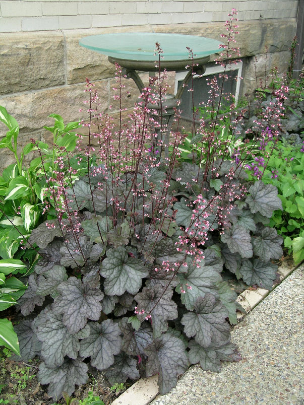 Heuchera 'Steel City'