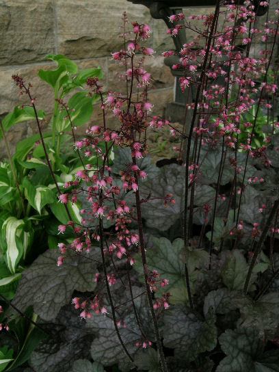 Heuchera 'Steel City'