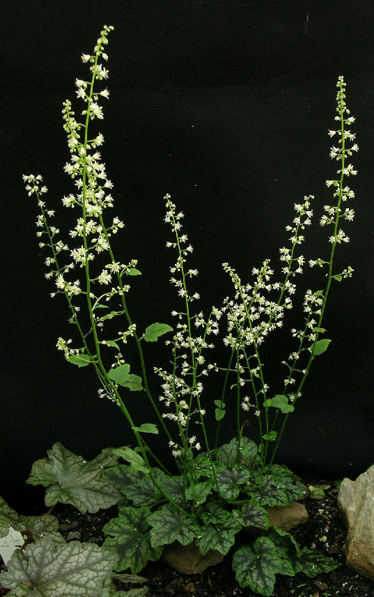 Heucherella 'Heart of Darkness'