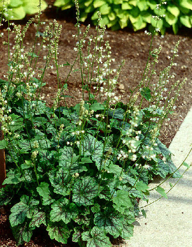 Heucherella 'Heart of Darkness'