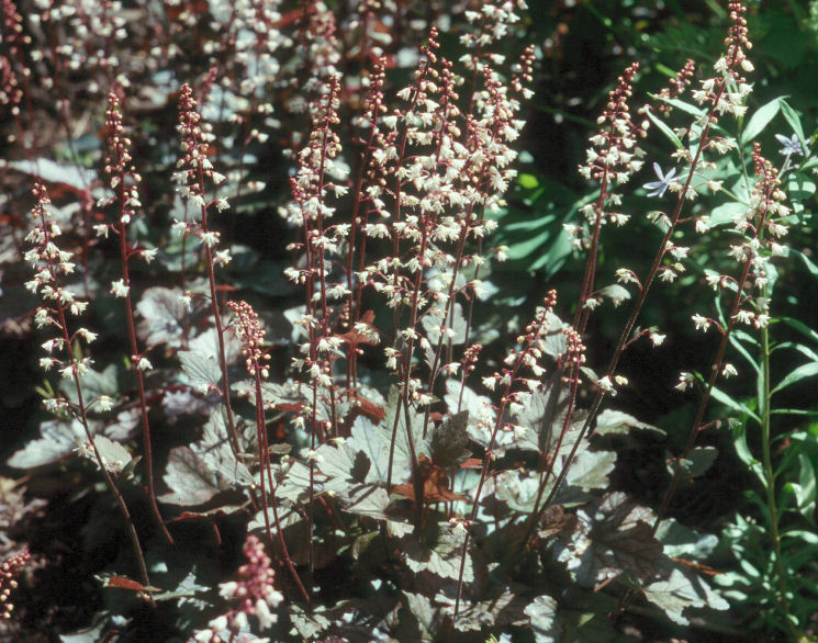 Heucherella 'Quicksilver' in early May