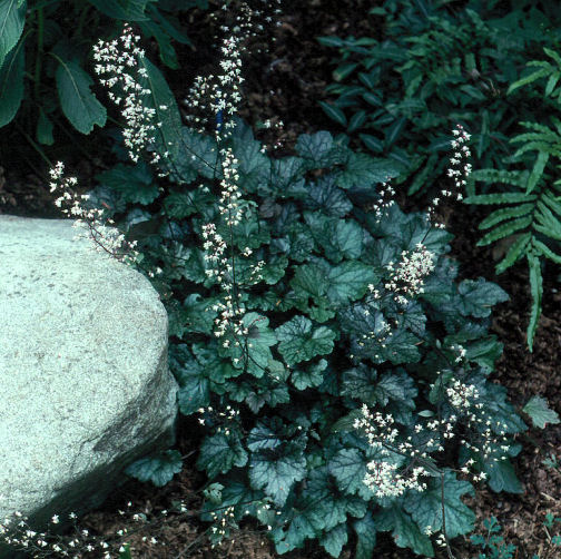 Heucherella 'Quicksilver'