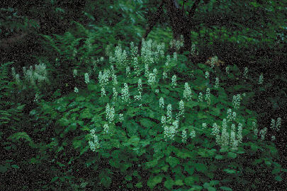 Tiarella cordifolia used as a groundcover