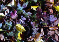 Tiarella 'Elizabeth Oliver' winter foliage