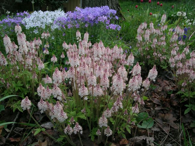 Tiarella 'Pink Brushes' in a garden